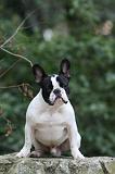 BOULEDOGUE FRANCAIS 1140